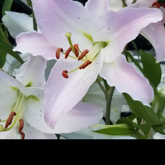 Meet your Posher, Elle - Picture 5 of 5